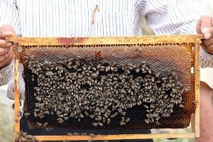 Türkiye de En Kalite Bal Kastamonu da Üretiliyor