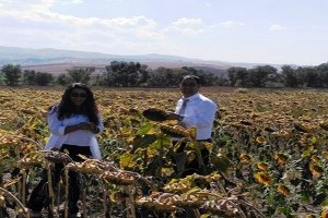 Yağlık Ayçiçeği ve Patates Demonstrasyonları Olumlu Sonuç Verdi