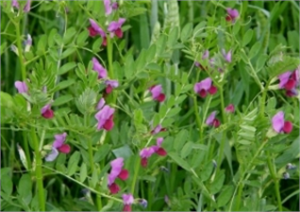 Çiftçilere Macar Fiğ Tohumu Dağıtıldı