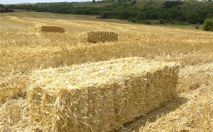 Saman İthalatını Hızlandıracak Adım