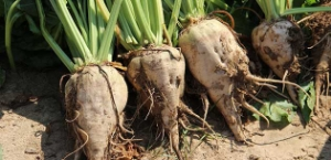 Şeker Pancarında Taban Fiyat 190 TL