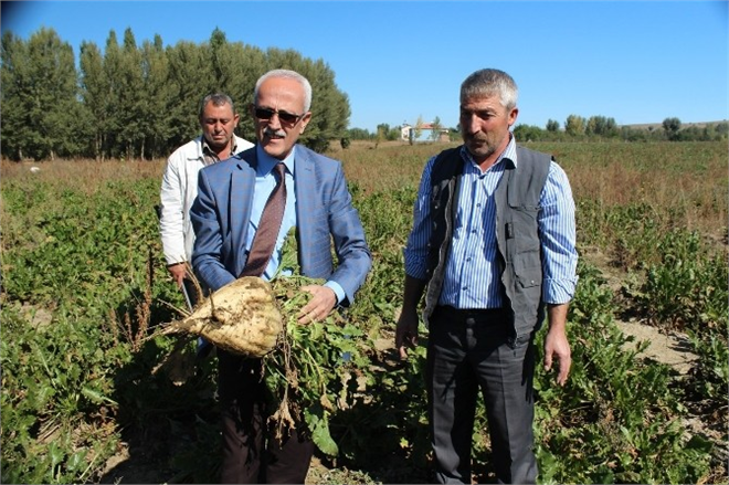 Mikoriza Mantarı Şeker Pancarında Verimi Artırıyor