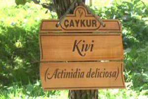 Doğu Karadeniz de Kivi Üretiminde Artış Bekleniyor