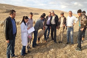 Küpeleme Çalışmaları Arapgir den Başladı