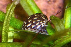 Soyu Tükendi Denilen Canlı Anadolu da Bulundu