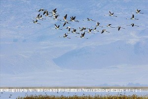 Sultan Sazlığı Cennet Günlerine Kavuştu