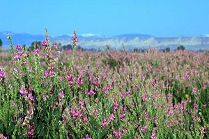 Yem Bitkileri Destekleme Ödeme Başvuru Süresi Doluyor