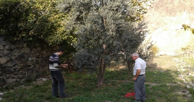 Yusufeli Zeytini TÜBİTAK ta Araştırma Konusu Oldu