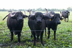 Buzağı Anaç Manda ve Malak Desteklemesi Başvuruları Başladı