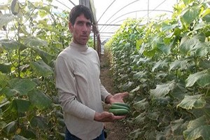 Elazığ da Seracılık Üreticinin Yüzünü Güldürüyor