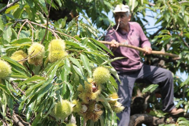 Kestane Kanseri Ağaçları Öldürüyor