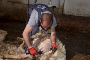 Makineli Kırkımcı Kursu ile Eğitimli Kırkımcılar Yetişecek