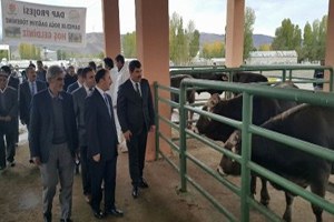 Muş ta 47 Çiftiye 47 Damızlık Boğa Dağıtıldı