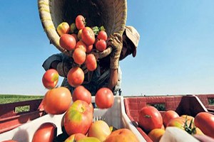 Çanakkaleli Domates Üreticileri Umduğunu Bulamadı