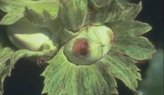 Fındıkta Bakteriyel Yanıklık Hastalığına Dikkat