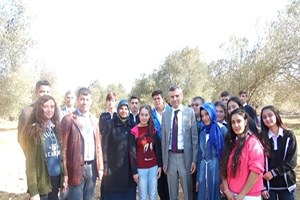 Gömeç te Öğrenciler Zeytin Hasadı Yaptı