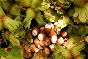 Karadenizli İnadı Fındık Fiyatını Yükseltiyor