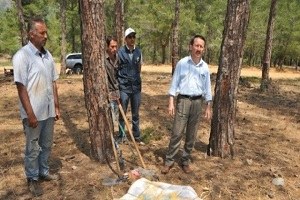 Mersin de Orman Köylüsü Reçineden de Kazanacak