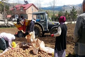 Patates Üretimi Sevindirdi