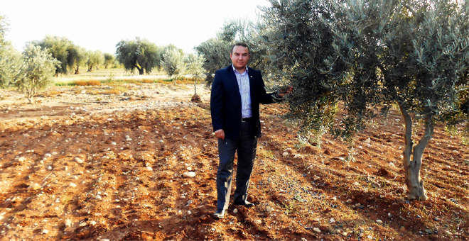 Zeytinde Erken Hasat Uyarısı