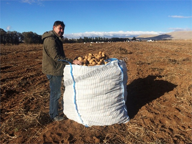 Elbistan Patatesi Büyük Rağbet Görüyor