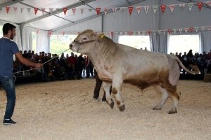 Canlı Hayvan Fuarı Yaklaşık 55 Bin Kişiyi Ağırladı