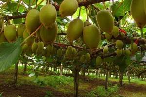 Çarşamba da Tarla Günü