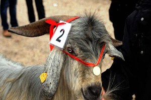 En Güzel Keçi ye Vali den Altın