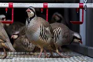 Hububata Süne Önlemi