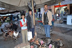 Semt Pazarında Satılan Köy Tavukları Ve Hindilere İlgi Büyük