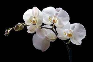 Dünya ya Çukurova dan Orkide İhracatı