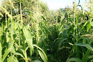 Gaziantep in Suriye Sınırında Uzun Boylu Bitki Ekimi Yasaklandı