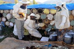 Hizan da Arıcılığı Geliştirme Projesi