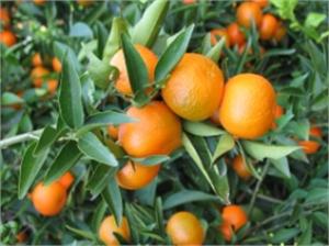 Turunçgil Bahçeleri Kalıntı Analizine Alındı