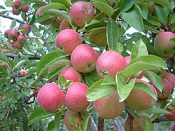 Seben Elması Sınıfı Geçti