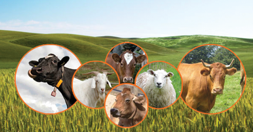 Hayvancılıkta Yaşanan Sıkıntılar İstatistiklere Yansımıyor