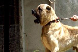 Karabaş ve Akbaş ABD de Yaban Hayatı Koruyacak