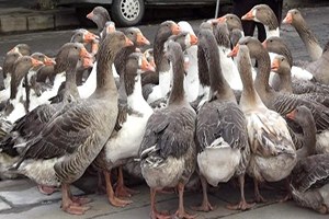 Kars ta Kazlar Satılmaya Başladı