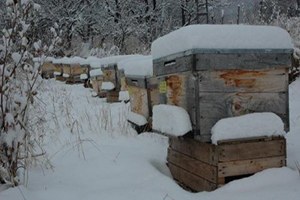 Ardahan da Arı Kovanları Kar Altında Kaldı