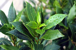 Tıbbi Aromatik Bitki İşleme Tesisi Köylüyü Kalkındıracak