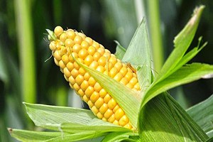 Üreticinin Emeği Peşkeş Çekiliyor