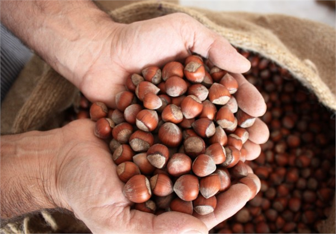 FİSKOBİRLİK 10 Bin Ton Fındık Aldı