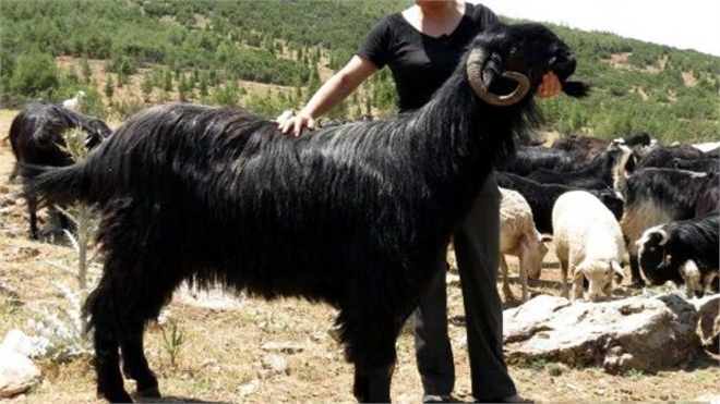 Honamlı Keçisine Yerli Irk Tescili
