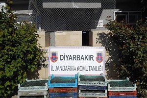 Kurbağa Kaçakçılarına Rekor Para Cezası