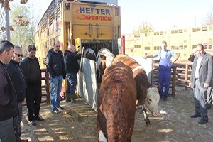 Erzincan da 190 Adet Gebe Düve Dağıtımına Başlandı