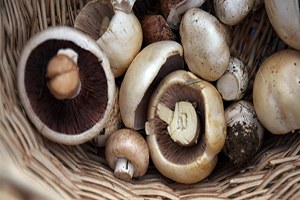 Vitamin Zengini Mantar Kanserle Savaşıyor