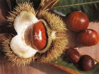 Kestane Üretiminde Lider Aydın