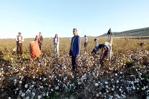 Pamuk Üreticisini Memnun Etmiyor