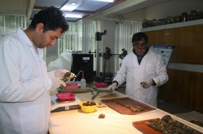 Hopa dan İğneada ya Deniz Salyangozu Araştırılıyor