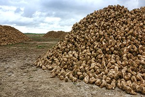 Pancar Üreticileri Kotayı Tamamlayamadı